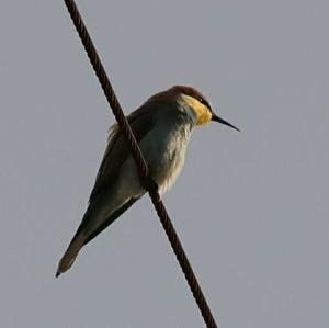 European Bee-eater