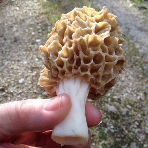 Yellow Morel