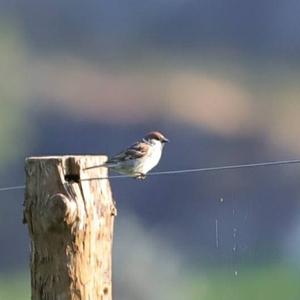 Eurasian Tree Sparrow