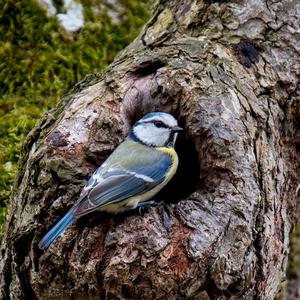 Blue Tit