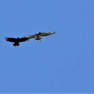 Common Buzzard