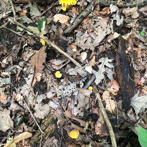 Chanterelle, Common