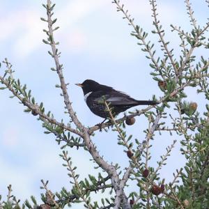 Ring Ouzel