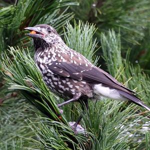 Spotted Nutcracker