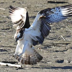 Osprey