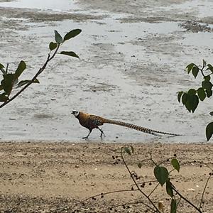 Reeves's Pheasant