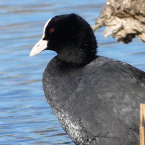 Common Coot