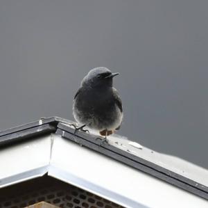 Black Redstart