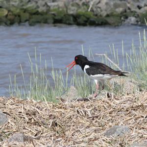 Eurasian Oystercatcher