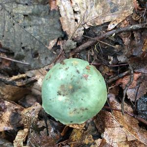 Tacky Green Russula