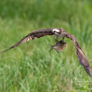 Osprey