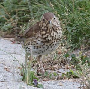 Song Thrush