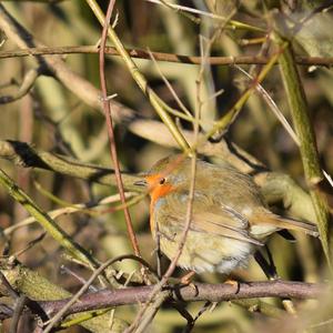 European Robin