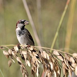 House Sparrow