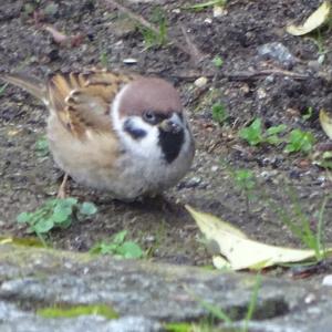 Eurasian Tree Sparrow