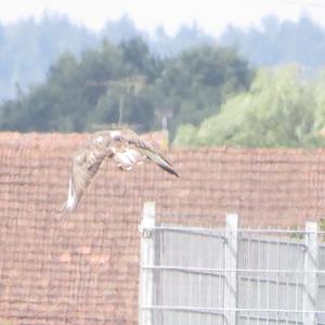 Common Buzzard