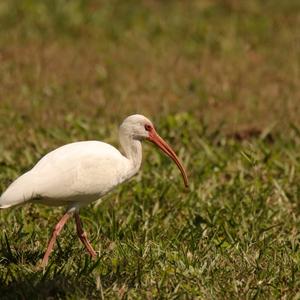 White Ibis