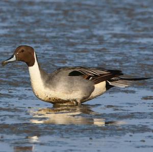 Northern Pintail