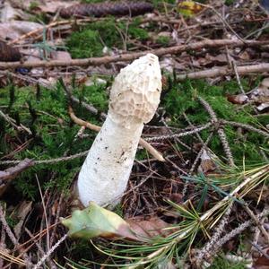 Stinkhorn, Common