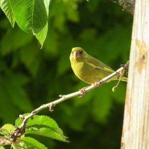 European Greenfinch