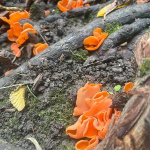 Orange Peel Fungus