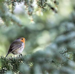 European Robin