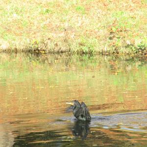 Great Cormorant