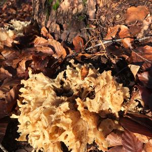 Eastern Cauliflower Mushroom