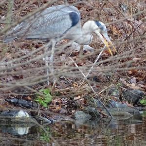 Grey Heron