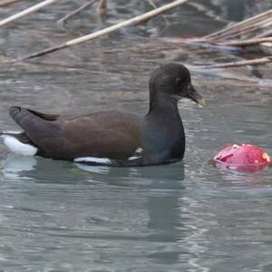 Common Moorhen