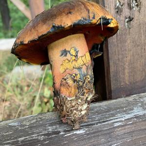 Dotted-stem Bolete