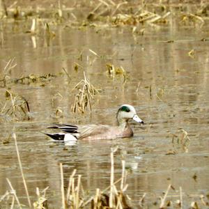 American Wigeon