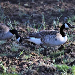 Canada Goose