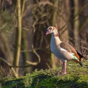 Egyptian Goose