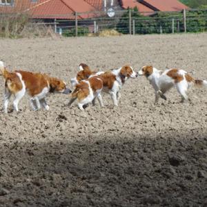 Kooikerhondje