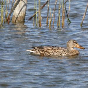 Mallard