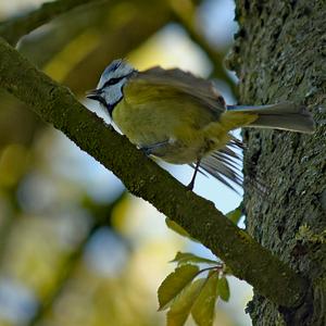 Blue Tit