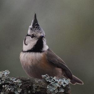 Crested Tit