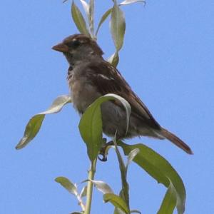 House Sparrow