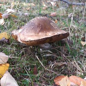 King Bolete