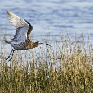 Eurasian Curlew