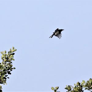 Carrion Crow