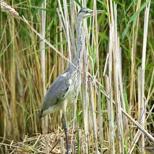 Grey Heron