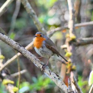 European Robin