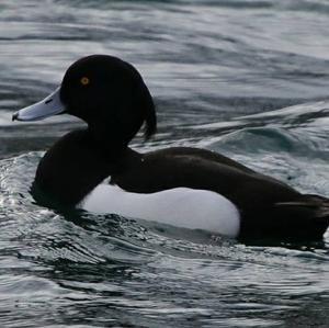 Tufted Duck