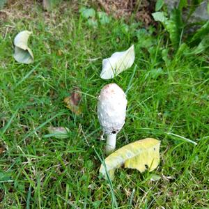 Shaggy Mane