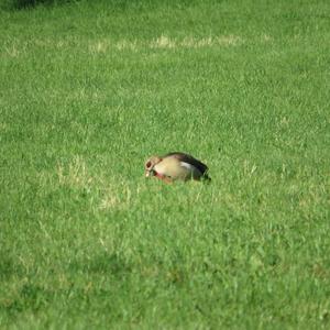 Egyptian Goose