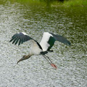 Wood Stork