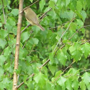 Common Chiffchaff