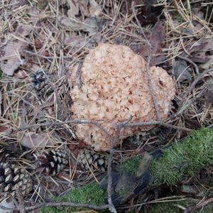 Eastern Cauliflower Mushroom